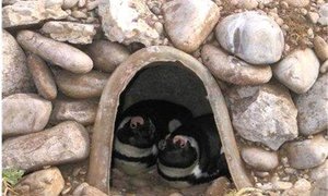 Afrika Pikkewyn inisiatiewe